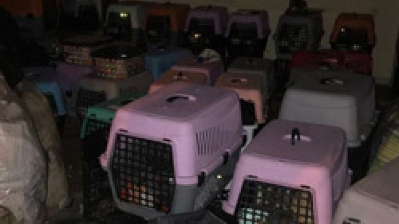 Şişli'de kötü koşullarda tutulan 9'u yavru 57 kedi kurtarıldı