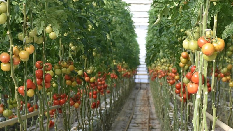 Afyonkarahisar'ın jeotermal seralarından domates ihraç ediliyor