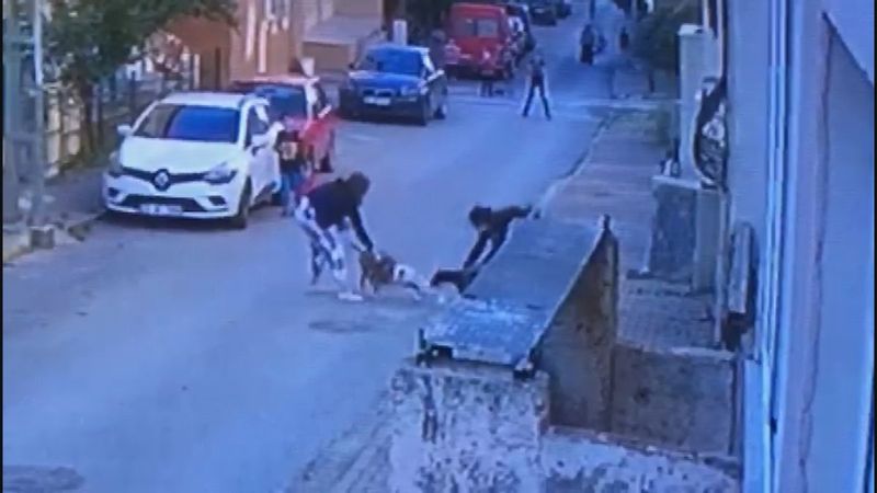 Ataşehir’de pitbull dehşeti: Kediyi parçalayarak öldürdüler