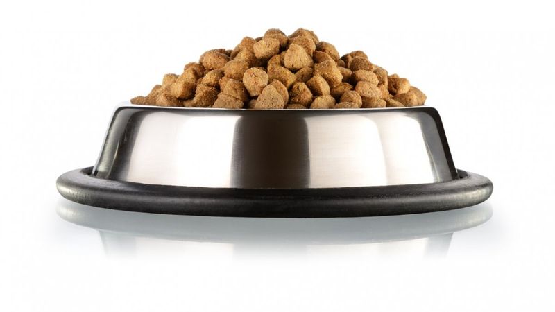 Kedi Maması Nasıl Seçilir?