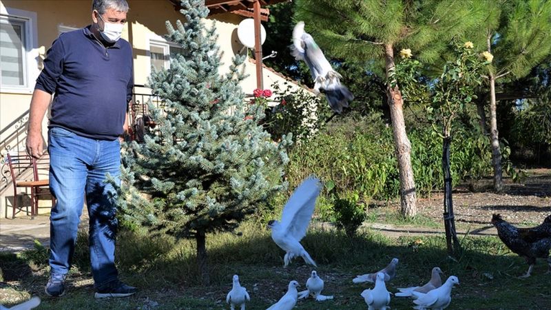 Güvercin sevdalısı emekli polis, Bilecik'te çiftlik kurdu