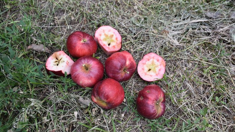 Ardahan'ın içi dışı kırmızı ‘Posof Badele Elması’ talebe yetişemiyor