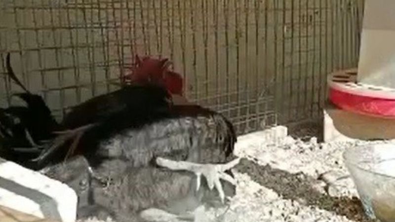 Denizli'de bayılana kadar öten horoz, görenleri kahkahaya boğdu