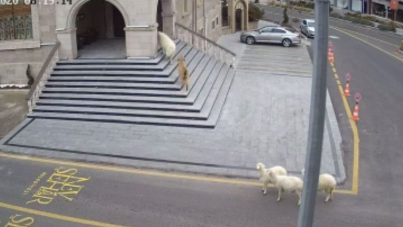 Sürüden kaçan keçi ve koyunlar Nevşehir Belediyesi'ni bastı