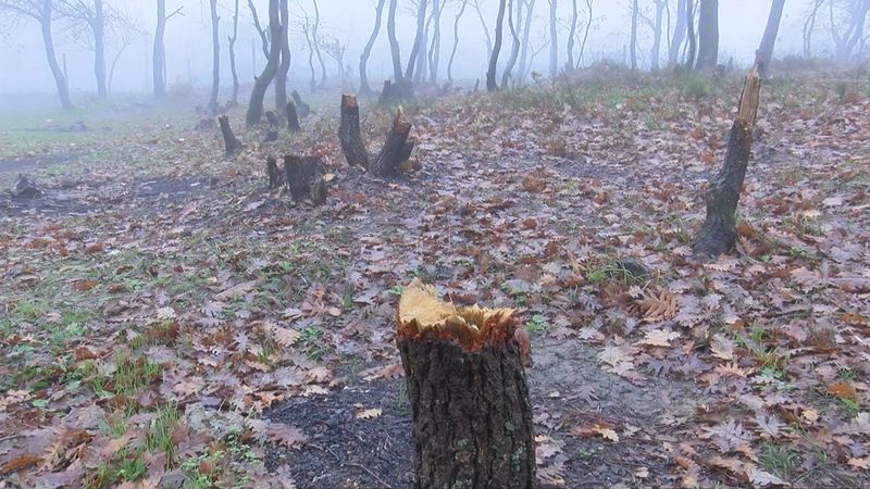 Arnavutköy'de yılbaşı için çam ağaçlarını kesen kişiler suçüstü yakalandı