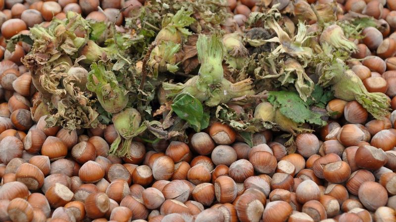 Giresun'da şekersiz fındık ezmesi üretildi