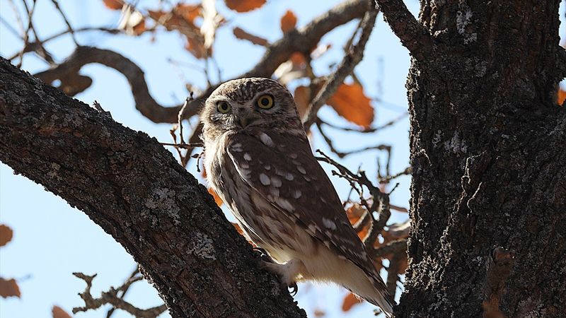 Bingöl'de fotoğrafçılar, Athena türü baykuş çekti