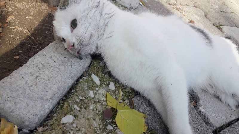 Kemer’de 17 kedi ve 3 tavuk zehirli salam ile öldürüldü