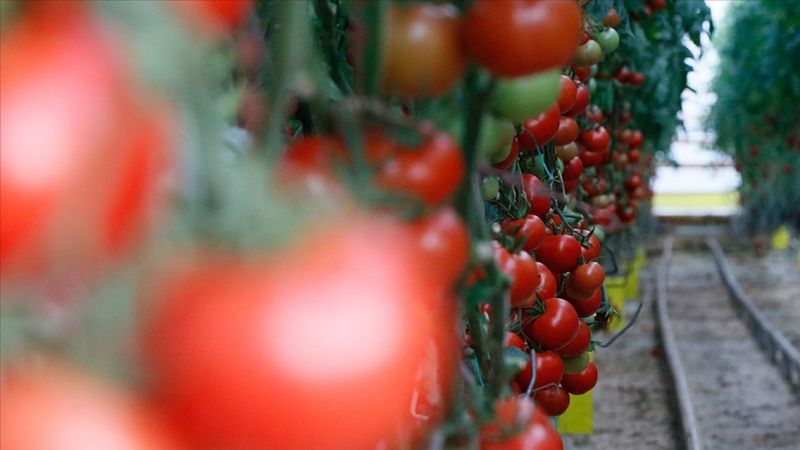 Ege'den yapılan yaş meyve sebze ihracatı rekora koştu