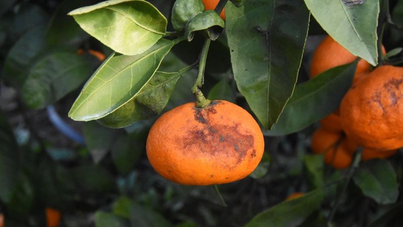 Seferihisar mandalinası sağanaktan zarar gördü