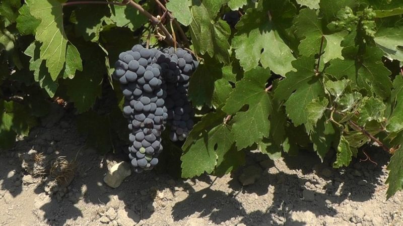 Erciş üzümü tescillendi