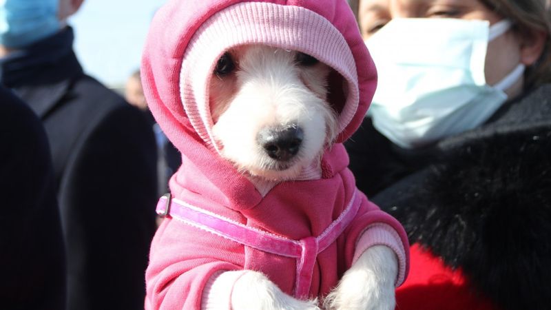 Ankara’da ses telleri kesilen köpeklerin sahibine rekor para cezası