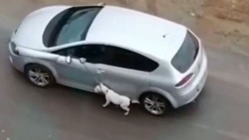 Antalya'da köpeğe eziyet eden kişi yakalandı