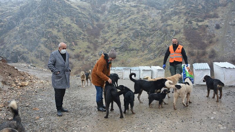 Almanya'dan gelip Şemdinli'de sokak hayvanlarını sahiplendi