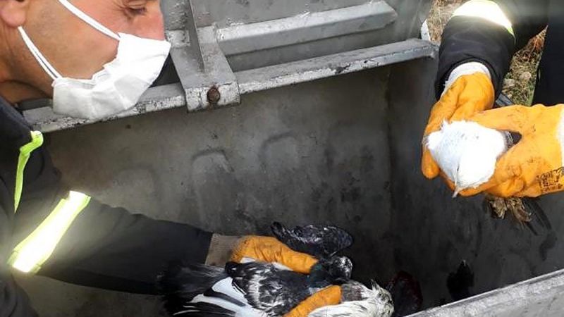 Manisa'da güvercinleri poşete koyup canlı canlı çöpe attılar