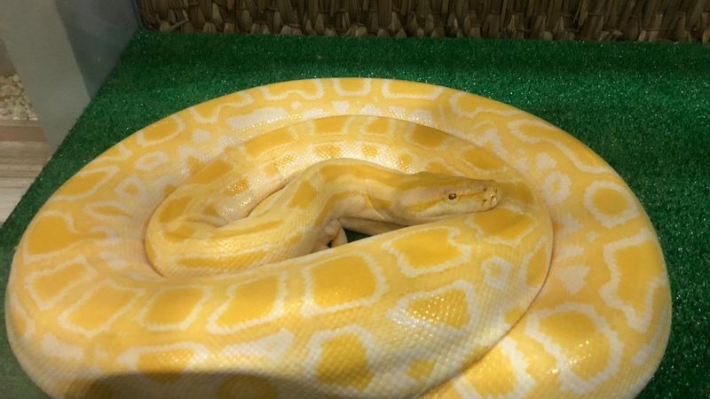 Beyoğlu'nda 3 metre uzunluğunda piton ele geçirildi