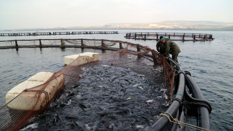 Şanlıurfa'dan Avrupa'ya alabalık ihracatı