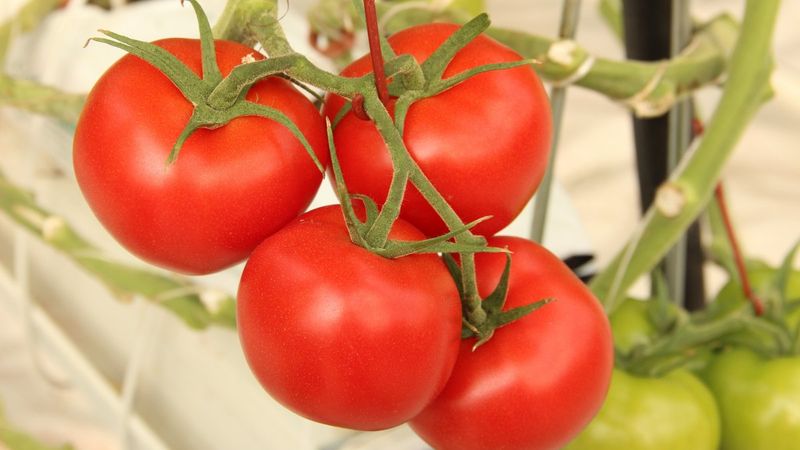 Afyonkarahisar'da domates üreticisinin yüzü gülüyor