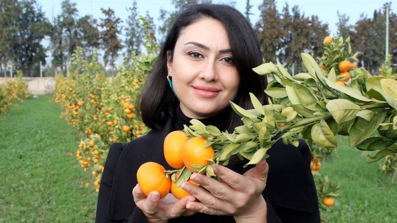 Mandarinde 2 yeni yerli çeşit geliştirildi