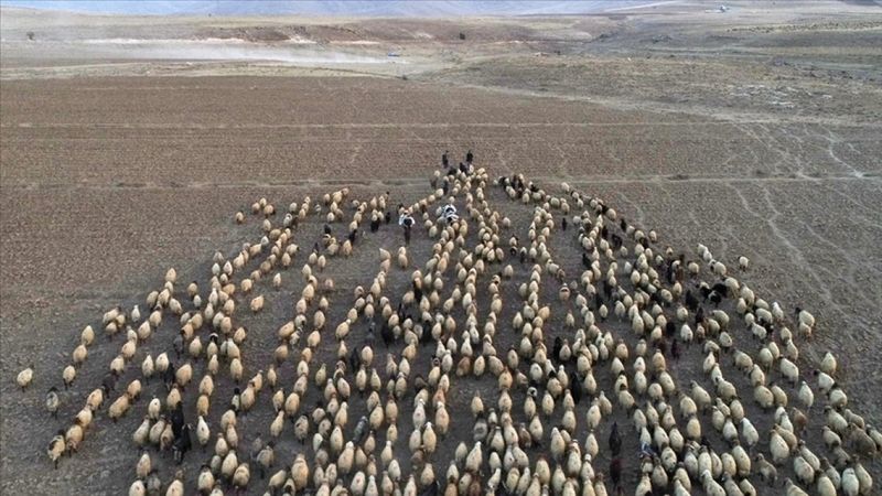 Küçükbaş hayvan sayısı hedefi 2021'de 70 milyona ulaşmak