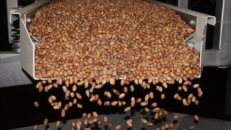 Osmaniye'de yer fıstığının ekim alanları genişledi