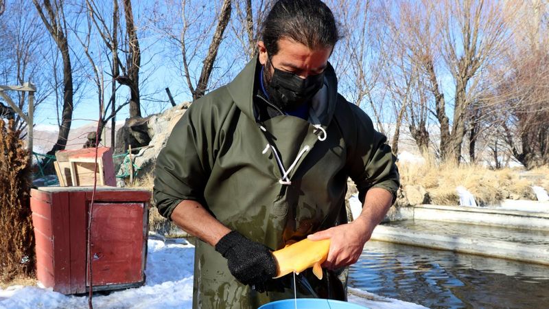 Van'daki 37 balık çiftliğinde alabalık sağımı zamanı