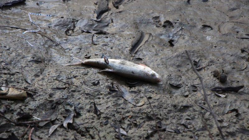 Yeşilırmak'ta toplu balık ölümleri