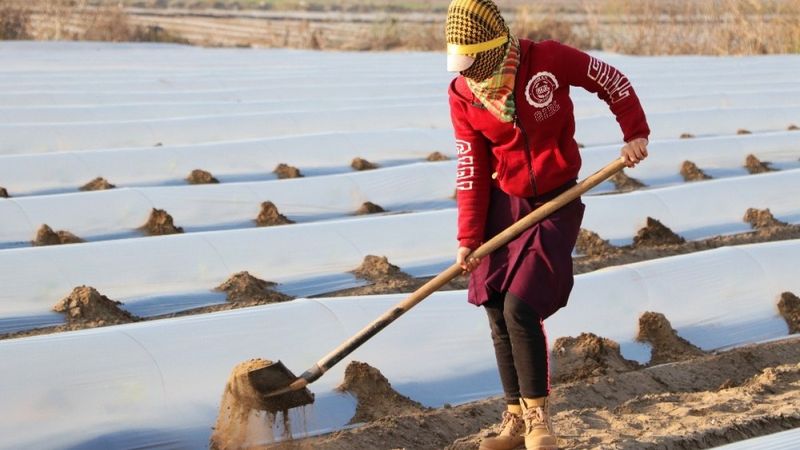 Adana karpuzu fideleri toprakla buluştu