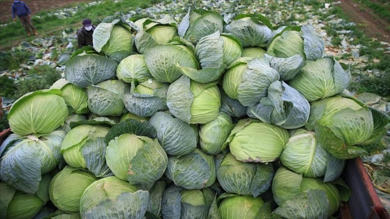 Sakarya'da lahana çiftçinin yüzünü güldürdü