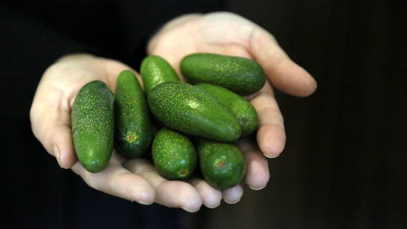 Mini avokadolar büyüklerine göre daha pahalı