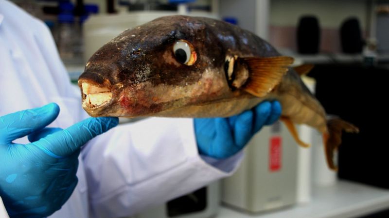 Zehirli balon balıkları alternatif ürünlere dönüşecek