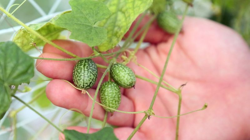 Antalya'da karpuzun da minisi üretildi