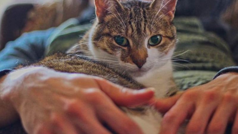 Kediler, otizmli çocuklar üzerinde olumlu etki yapıyor