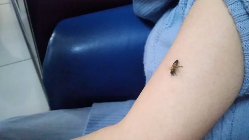 Malatya'da koronavirüse karşı kendilerini bal arılarına ısırttırıyorlar