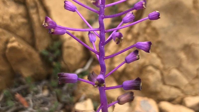Muğla'da yeni bir sümbül türü keşfedildi