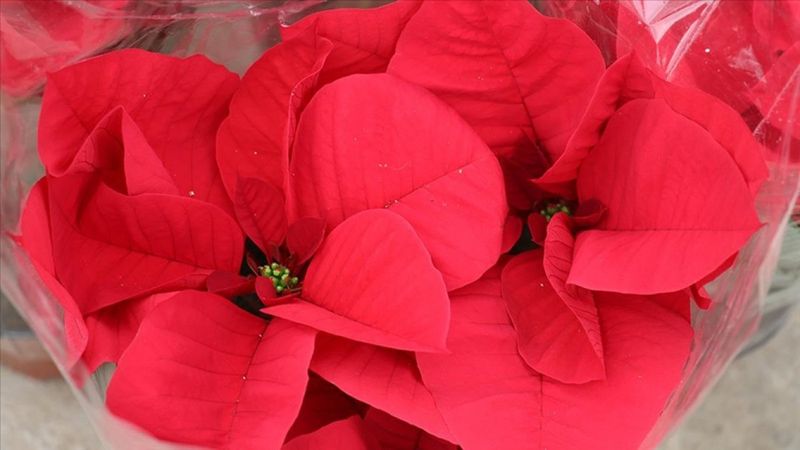 Süs bitkileri sektöründe ihracat artıyor