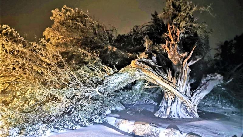 Denizli’de 500 yıllık tarihi ardıç ağacı şiddetli fırtınaya yenildi