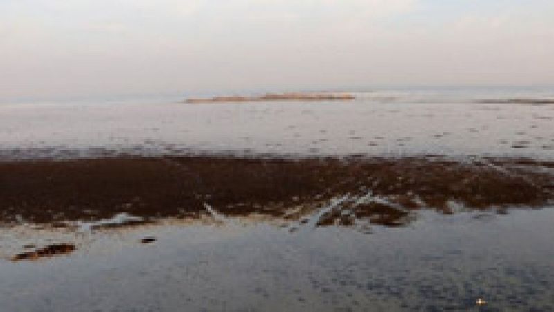 Adana'da doğa harikası Akyatan Lagünü kurudu