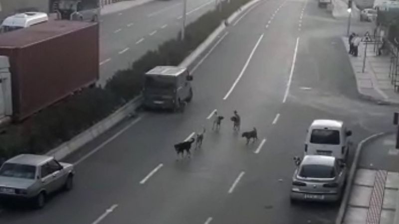 Buca’da sokak köpekleri korku salıyor