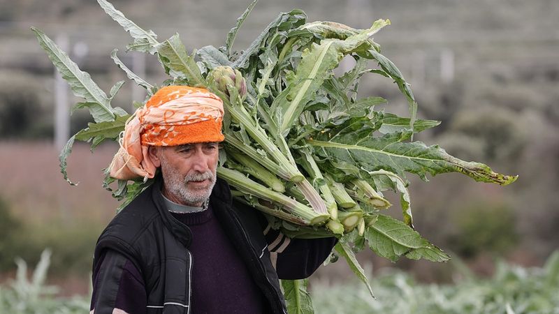 İzmir'de enginar hasadına başlandı