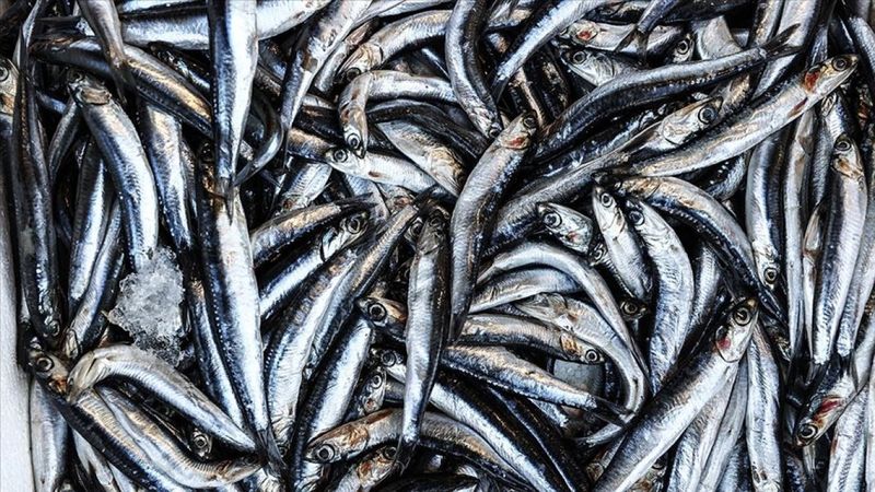 Avcılığı durunca hamsinin boyu artmaya başladı