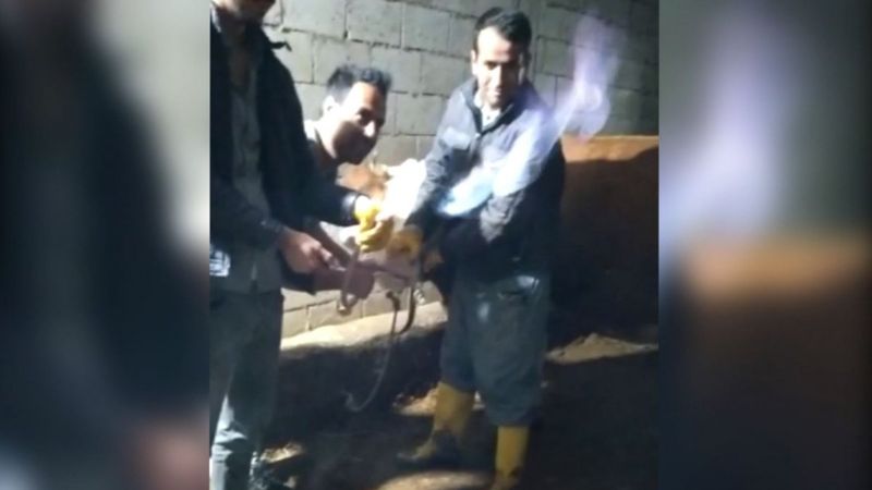 Adıyaman'da ineğin midesinde sıkışan gazı hortumla çıkarıp yaktı