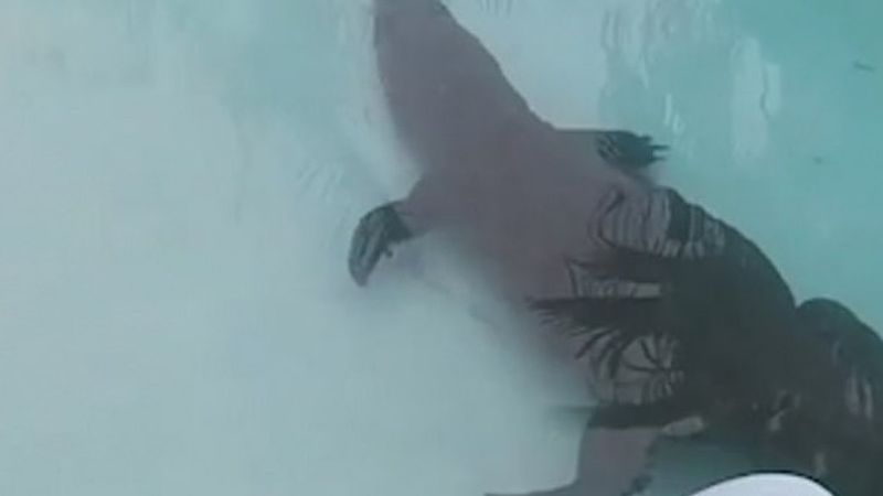 Güney Afrika’da havuzdan timsah çıktı