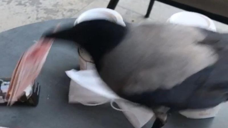 Samsun'da hırsız karga kamerada