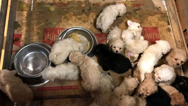 Kapıkule'de bir otobüste 23 cins yavru köpek yakalandı