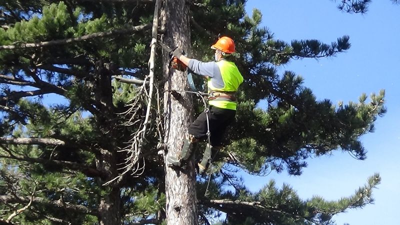Ağaçlara tırmanıp ayda 15 bin lira kazanıyorlar