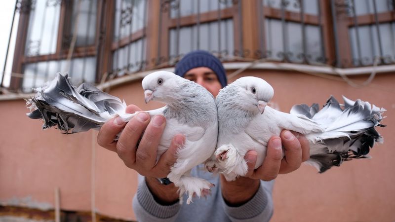 Konya'da 100 bin liraya güvercin alanlar oluyor