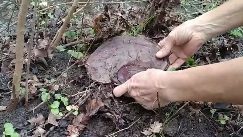 Muğla'da gezerken ölümsüzlük mantarı bulup, topladı