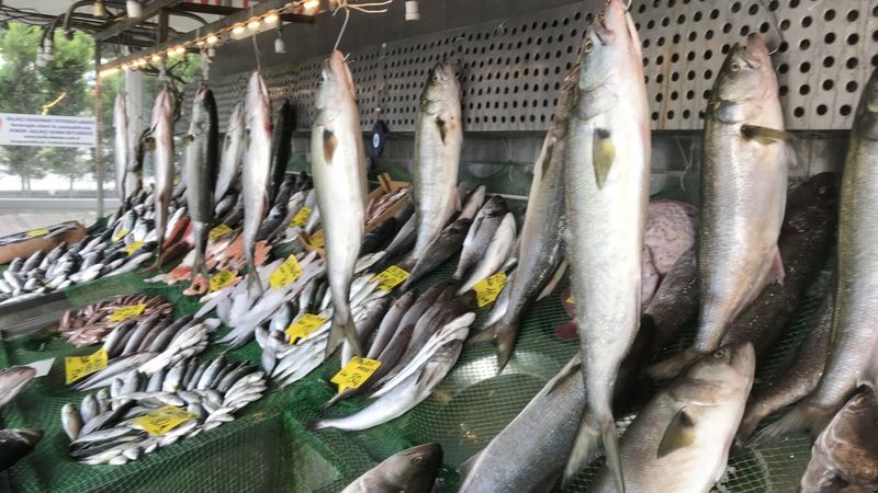 Marmara’da kofana bolluğu: Kilosu 300 liradan 70 liraya düştü