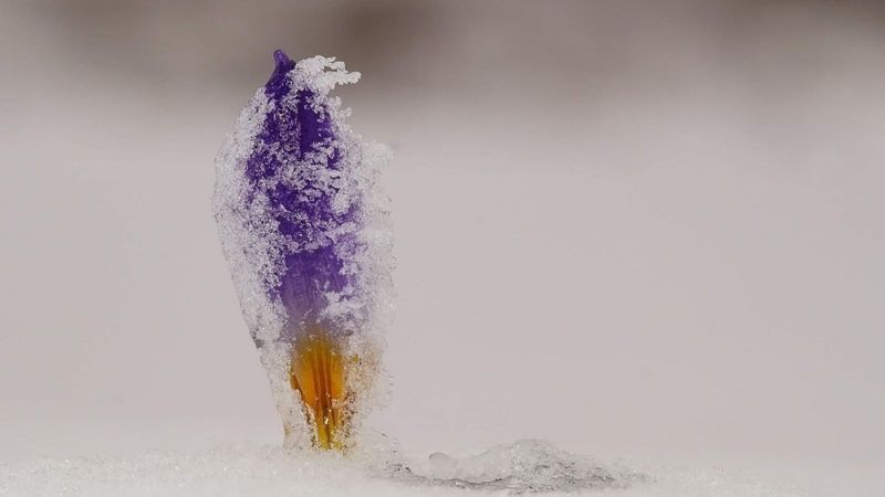 Kardelenleri koparmanın cezası: 80 bin lira